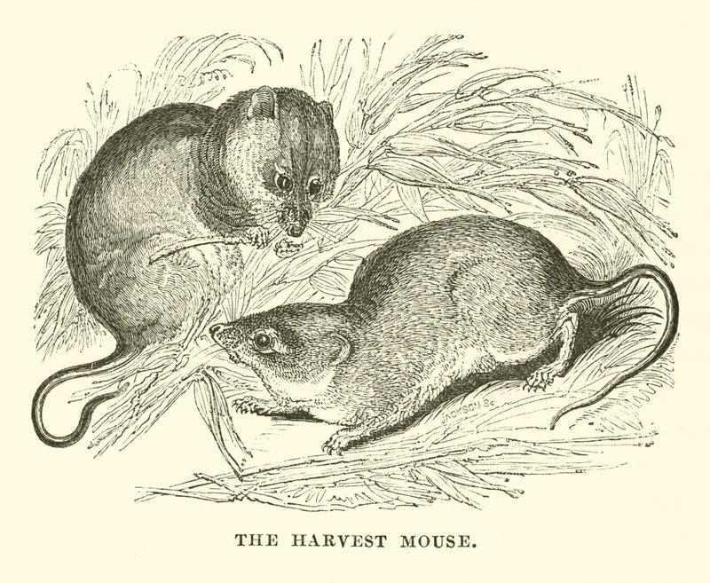 De oogstmuis (gravure) door English School