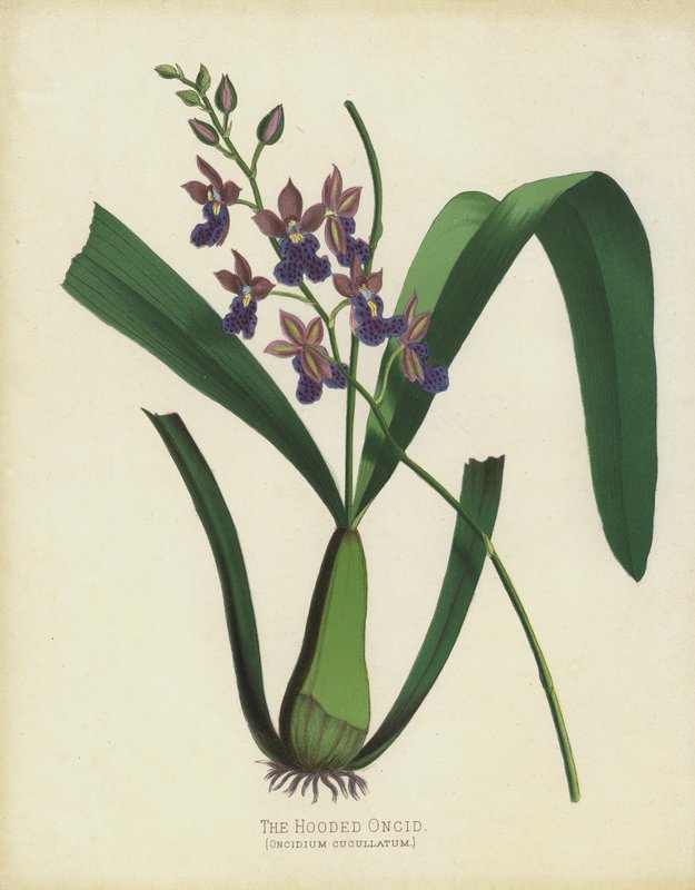 De Gehoede Oncid, Oncidium Cuccullatum door English School