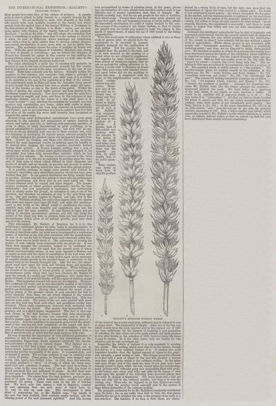 De Internationale Tentoonstelling, Hallett