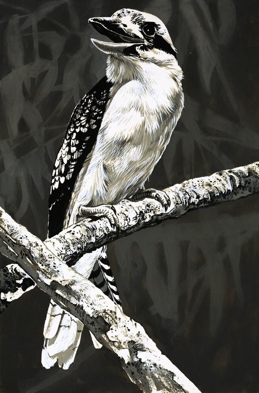 De Kookaburra door English School