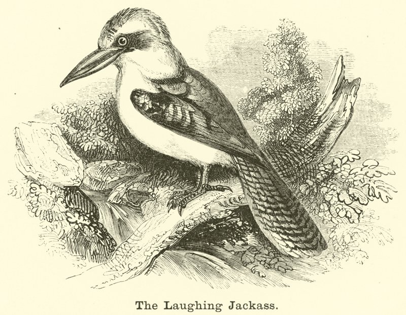 De lachende kookaburra door English School