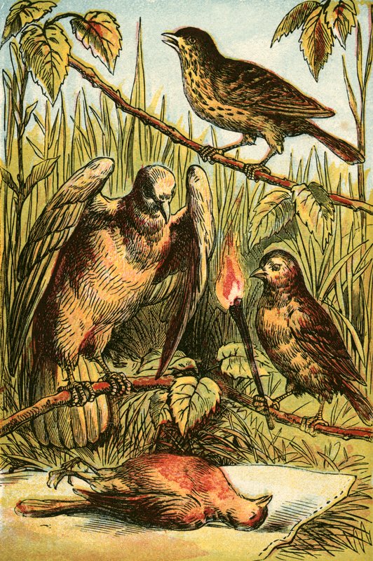 De Vink, de Duif en Roodborstje door English School