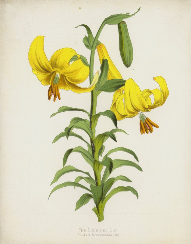 De Loddiges Lelie, Lilium Loddigesianum door English School