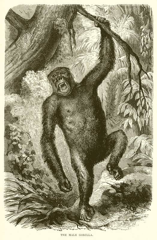 De mannelijke gorilla door English School