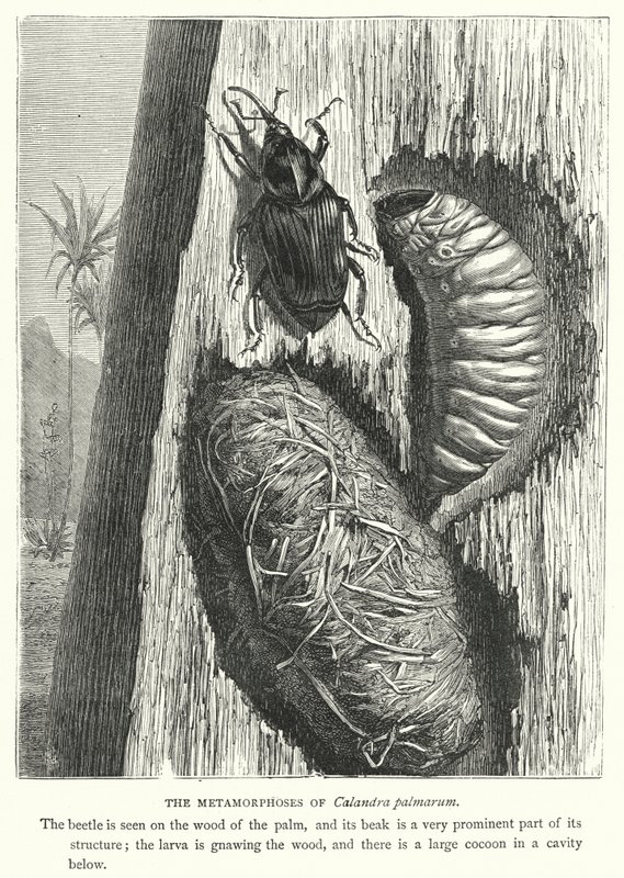 De metamorfoses van Calandra palmarum (gravure) door English School