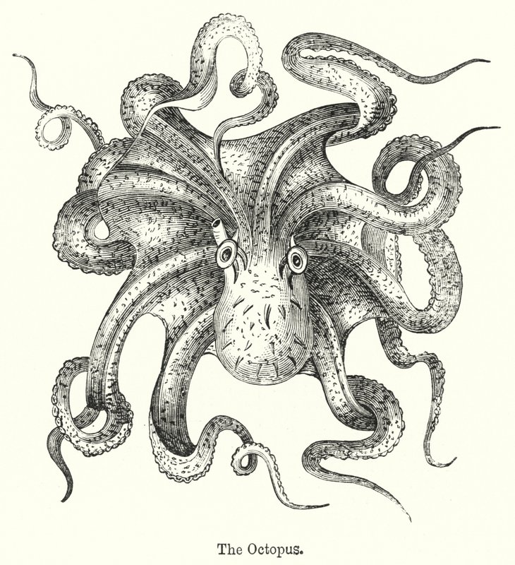 De octopus door English School