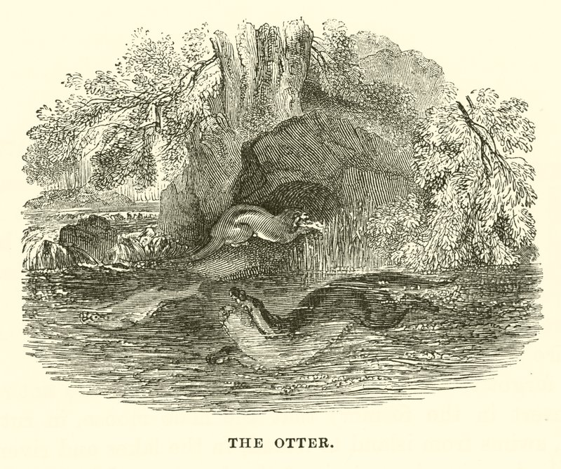 De otter door English School