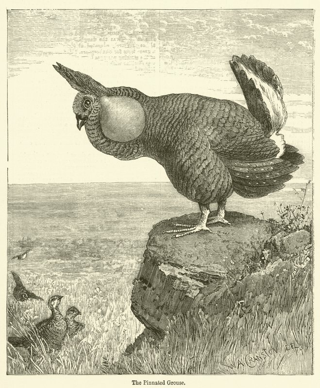 De Pinnated Grouse door English School