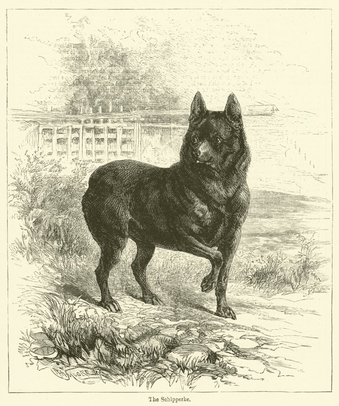 De Schipperke door English School