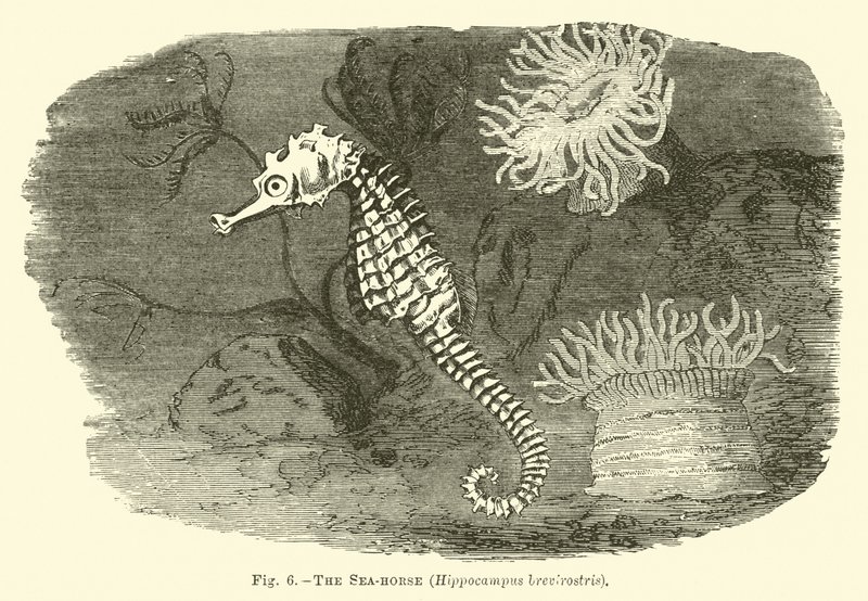 Het Zeepaardje, Hippocampus brevirostris door English School
