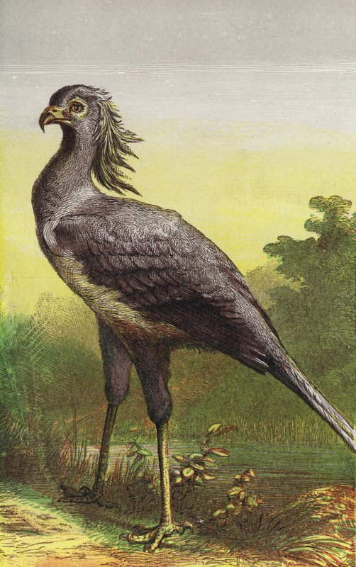De secretarisvogel door English School