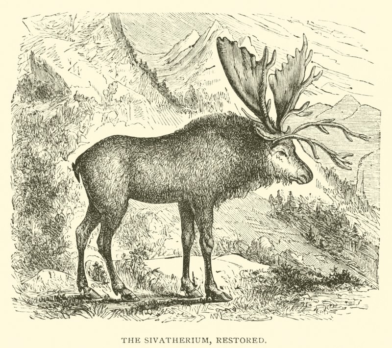 De Sivatherium, gerestaureerd door English School