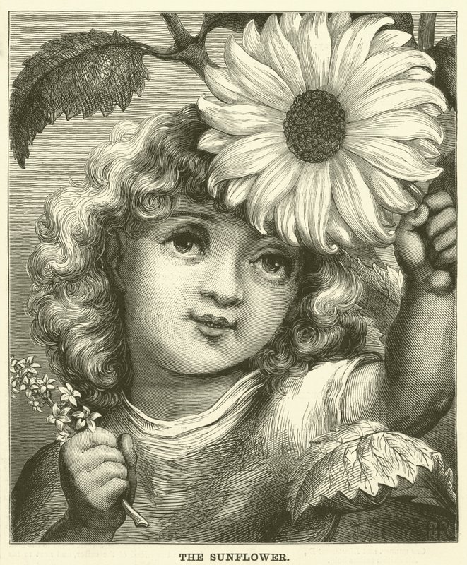 De zonnebloem (gravure) door English School