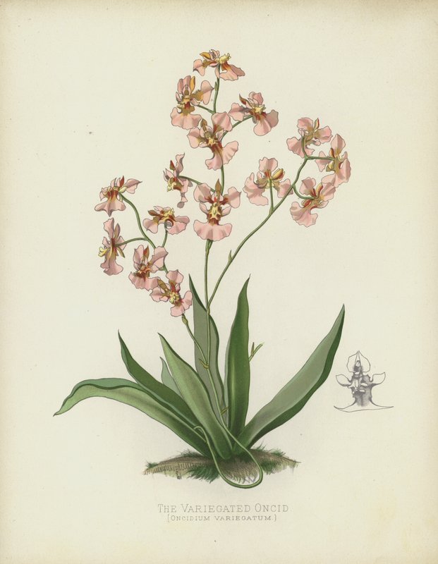 De Bonte Oncid, Oncidium Variegatum door English School