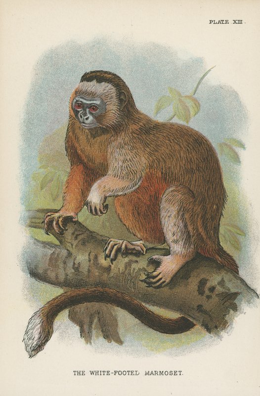 De Witte Voet Marmoset door English School