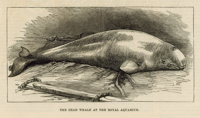 De dode walvis in het Royal Aquarium door English School
