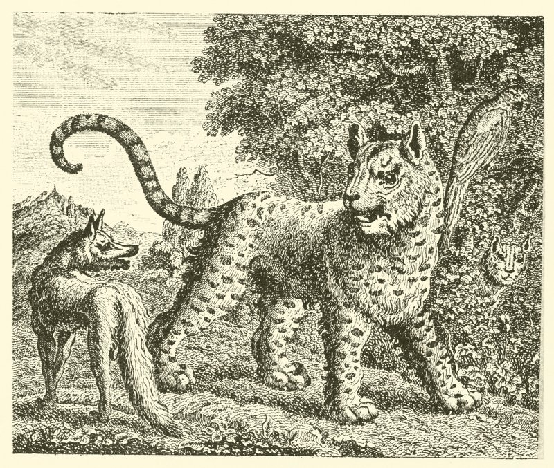 De luipaard en de vos door English School