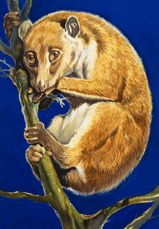 De potto door English School