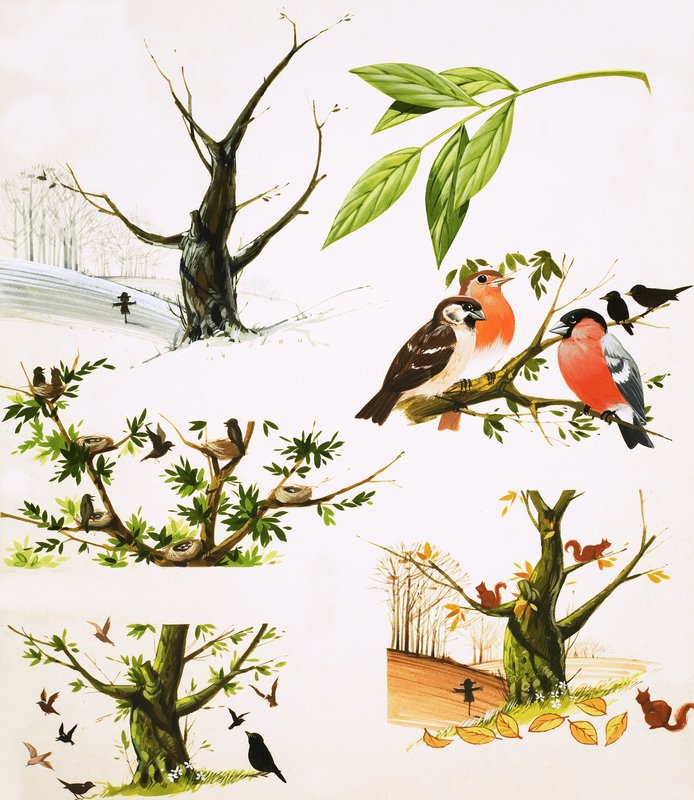 Het jaar van de boom door English School