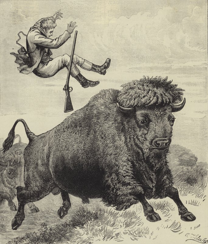 Gegooid door een prairie stier door English School