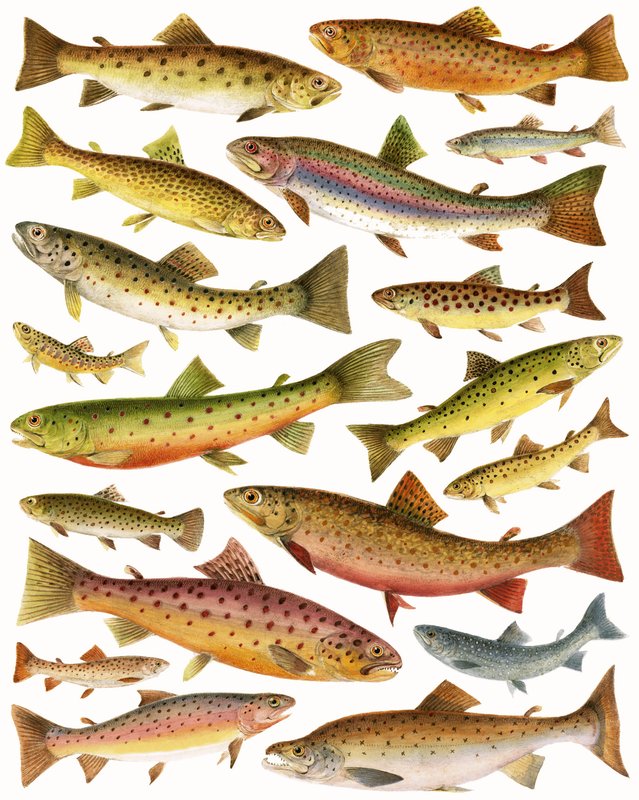 Forel door English School