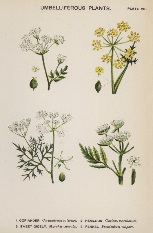 Schermbloemige Planten (kleur litho) door English School
