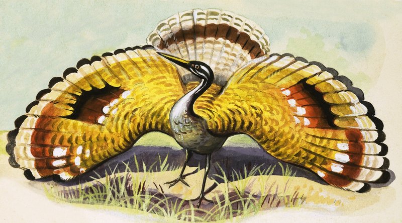 Ongeïdentificeerde Vogel door English School