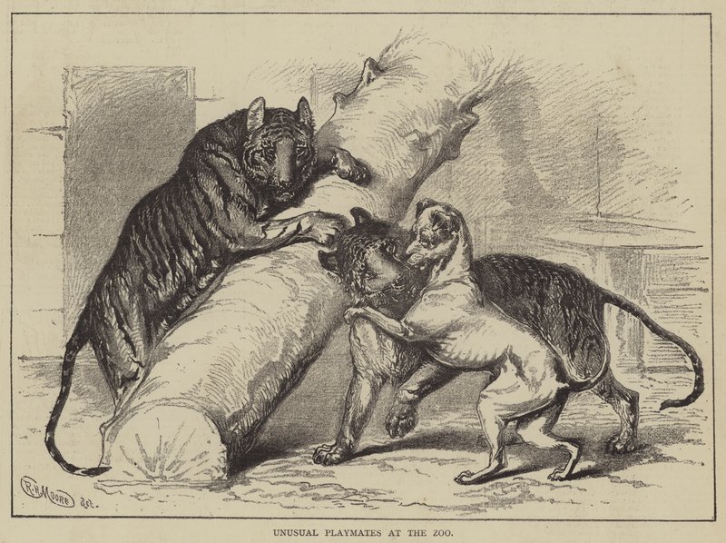 Ongebruikelijke Speelkameraadjes in de Dierentuin door English School