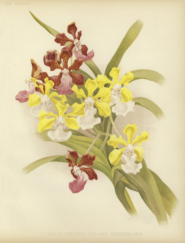 Vanda insignis en var scroederiana door English School