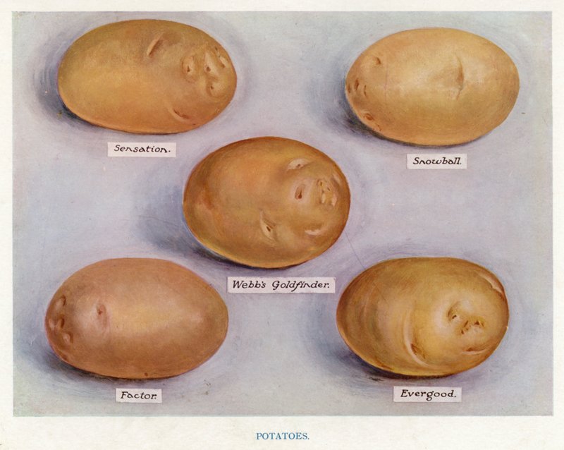 Groentekwekersgids: Aardappelen door English School
