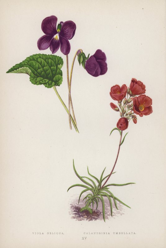 Viola Obliqua; Calandrinia Umbellata door English School