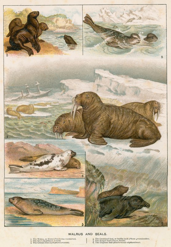 Walrus en Zeehonden door English School