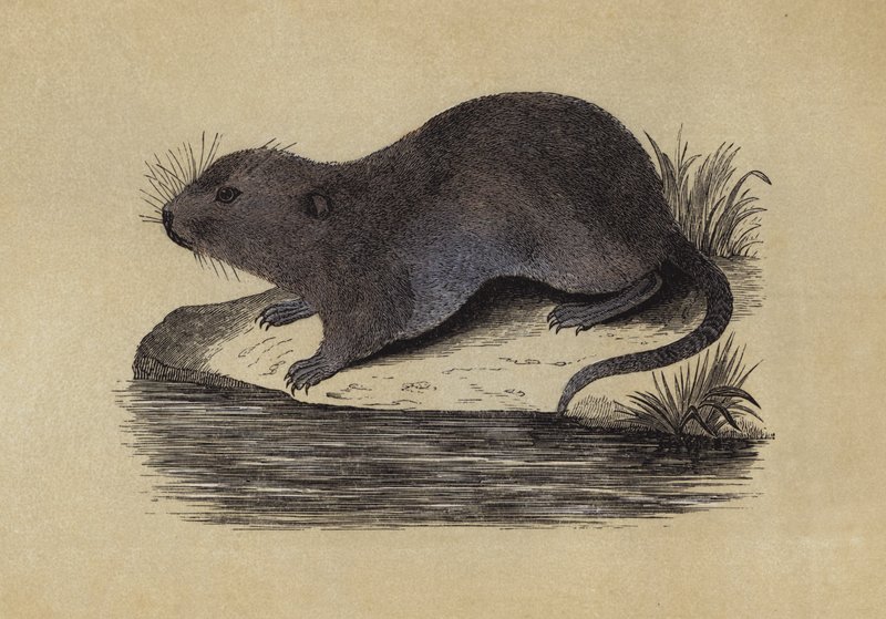 Waterrat door English School