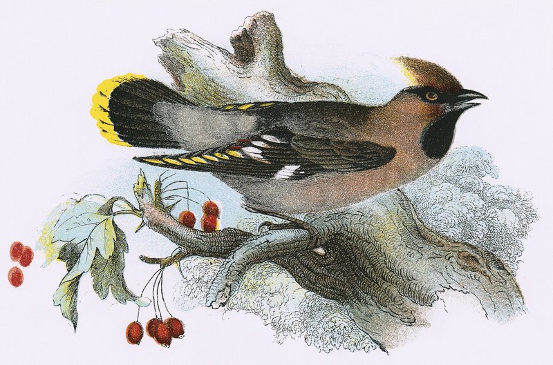 Pestvogel door English School