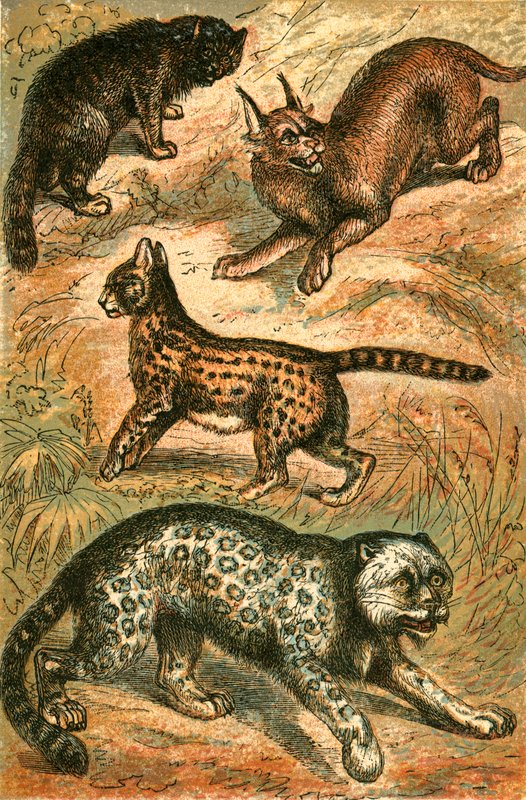 Wilde kat, serval, panter en karakal door English School