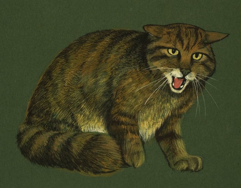 Wilde kat door English School