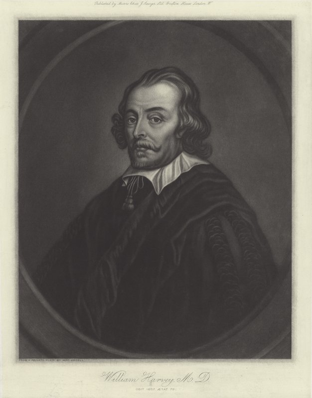 William Harvey, Engelse arts door English School