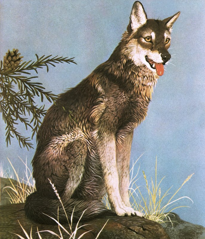 Wolf door English School