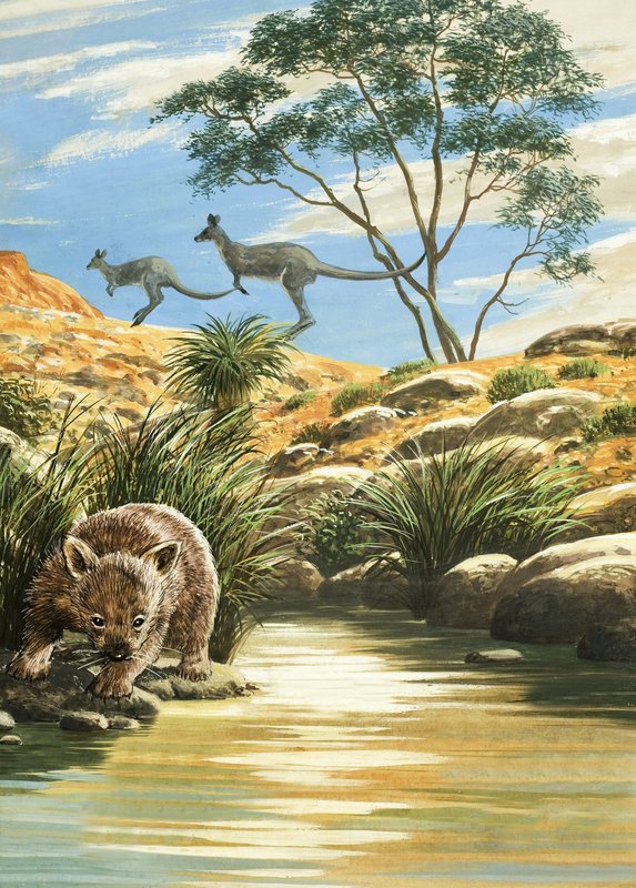 Wombat en Kangoeroes door English School