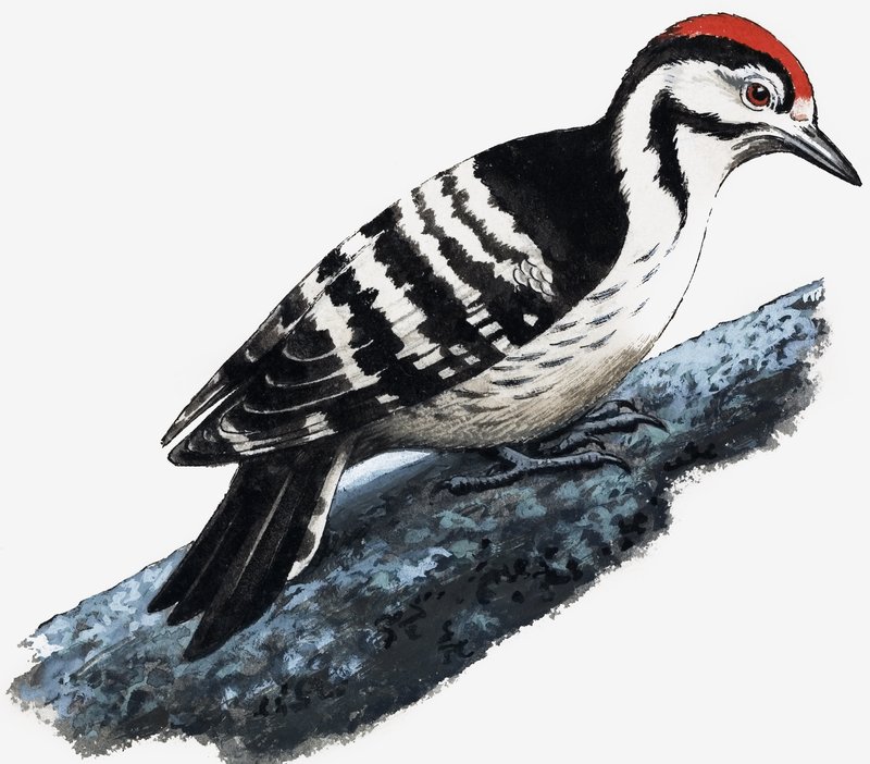 Specht (Downy Woodpecker) door English School