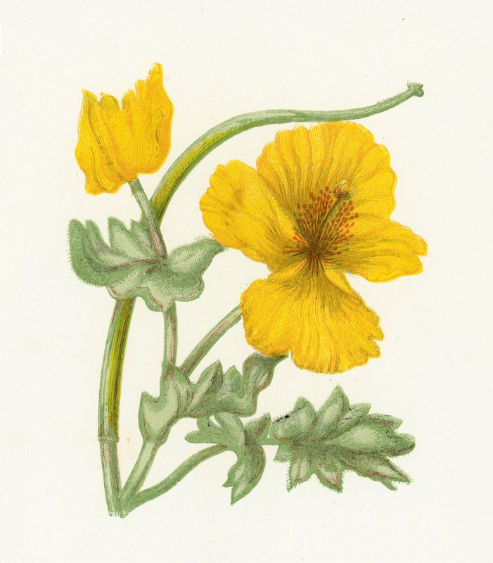 Gele Hoornpapaver door English School