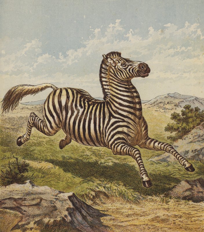 Zebra door English School