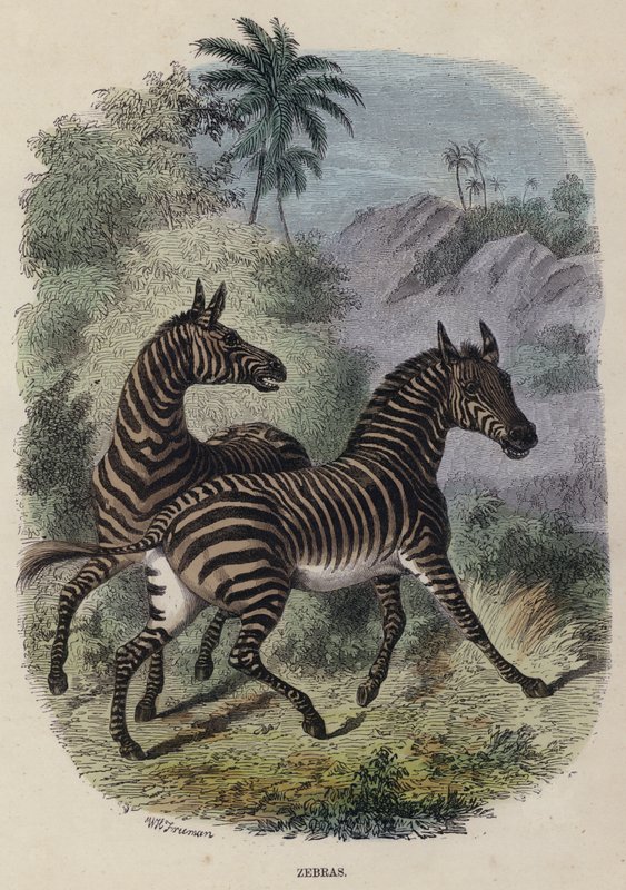 Zebra
