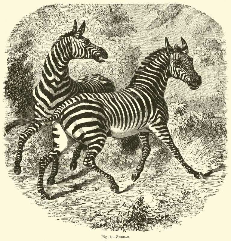 Zebra