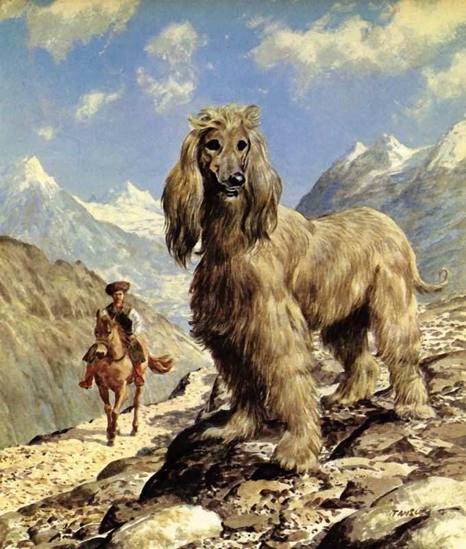 Afghaanse windhond (kleurenlitho) door Eric Tansley