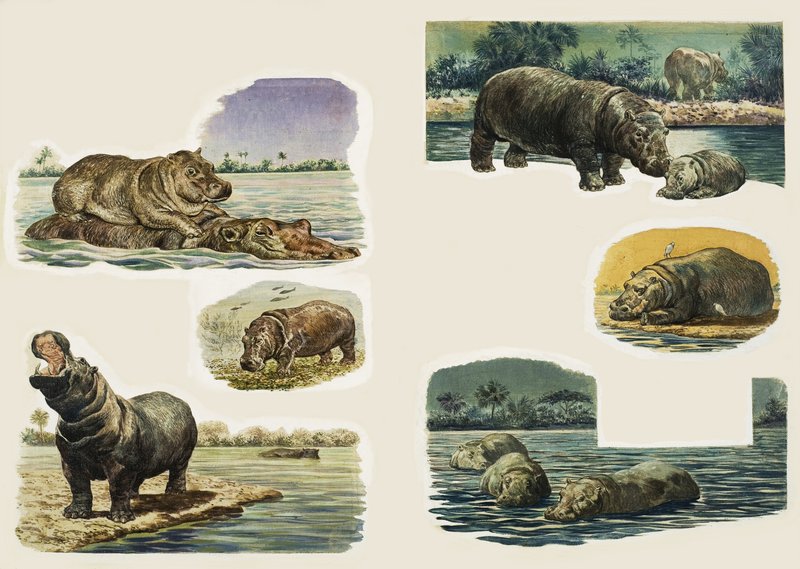 Gluren in de natuur: Het nijlpaard door Eric Tansley