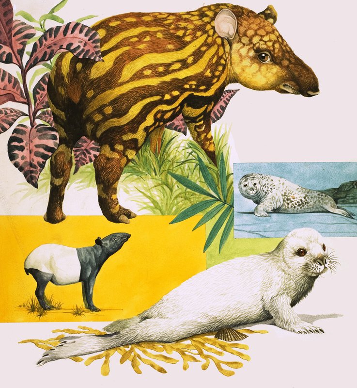 De Maleise tapir en de grijze zeehond door Eric Tansley