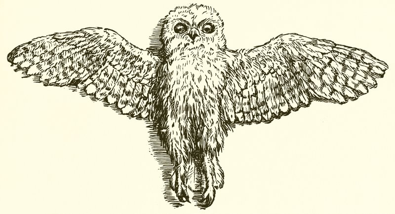De adelaar en de uil door Ernest Henry Griset