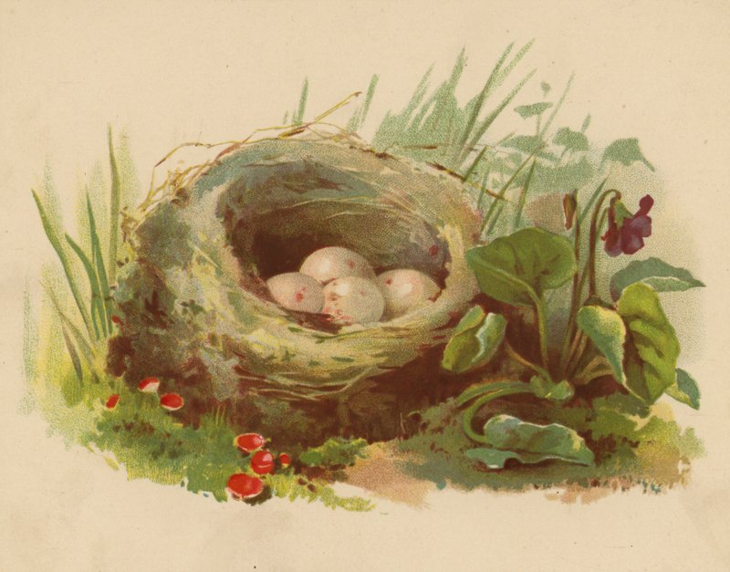 Vogelnest door Ethel C. Nisbet