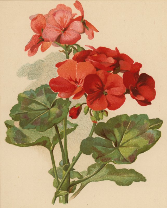 Geranium door Ethel C. Nisbet